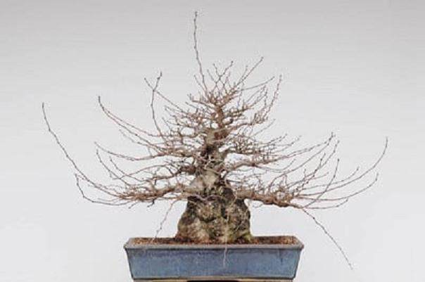 秋季的盆景工作 - 韩国鹅耳枥