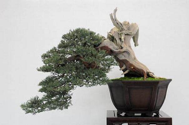 湾岛盆景协会举行了第十二届年度展览