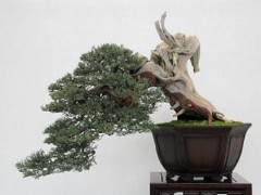 湾岛盆景协会举行了第十二届年度展览