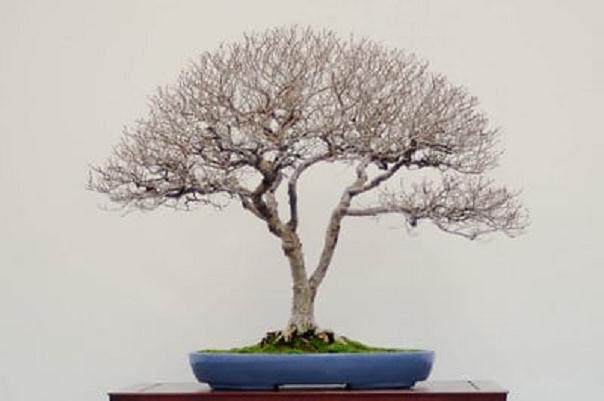 湾岛盆景的第十二届精细盆景展