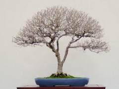 湾岛盆景的第十二届精细盆景展