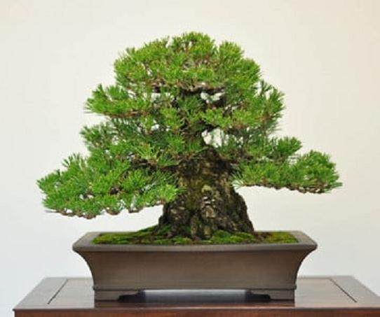 湾岛盆景的第12届年度展览