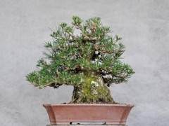 湾岛盆景的第十二届年度展览