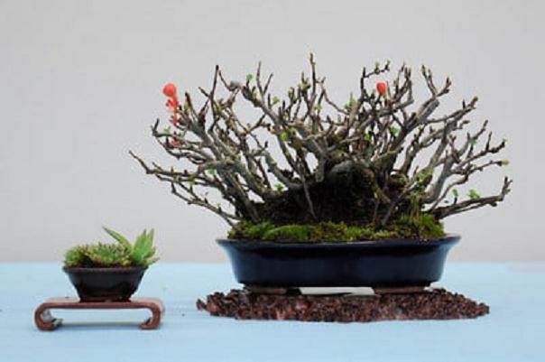 我认为湾岛盆景近期展出的落叶树木充实