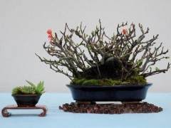 我认为湾岛盆景近期展出的落叶树木充实