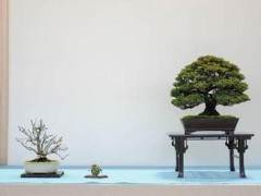 在湾岛盆景展览会上 十八英寸的展位很多