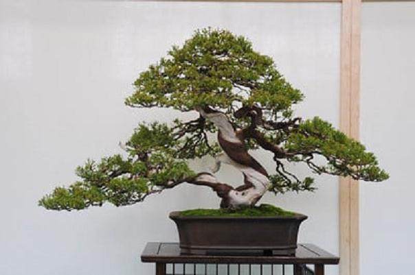 今年进入湾岛盆景的第12届年度展览