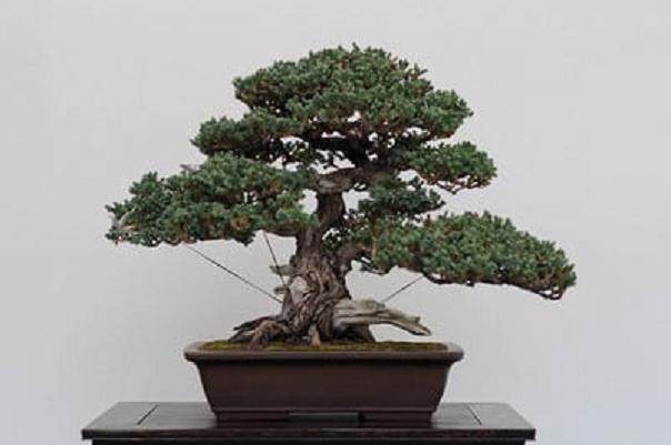 今年进入湾岛盆景的第十二届年度展览