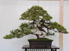 今年进入湾岛盆景的第十二届年度展览