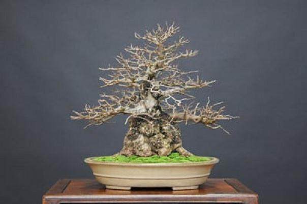 湾岛盆景成员很高兴接待来自日本的盆景专业人士