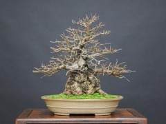 湾岛盆景成员很高兴接待来自日本的盆景专业人士