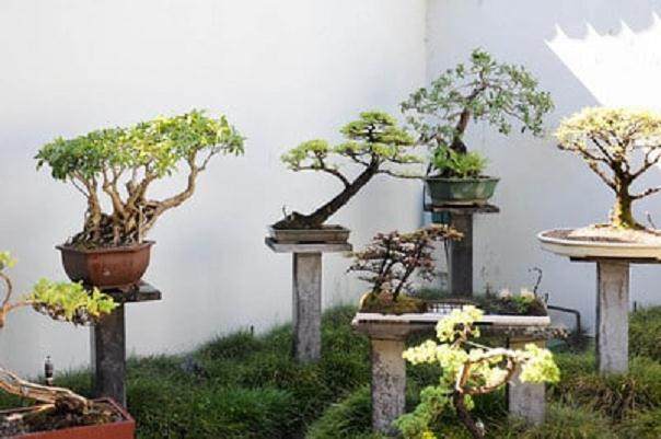 澳大利亚的中国友谊盆景园