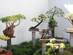 澳大利亚的中国友谊盆景园