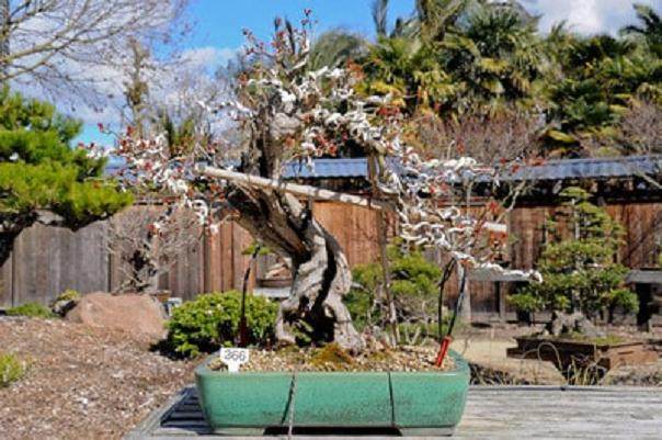 今年春天参观梅里特湖畔的GSBF盆景花园