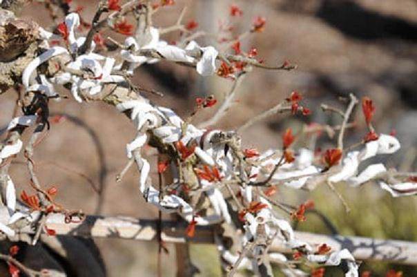 今年春天参观梅里特湖畔的GSBF盆景花园