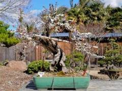 今年春天参观梅里特湖畔的GSBF盆景花园