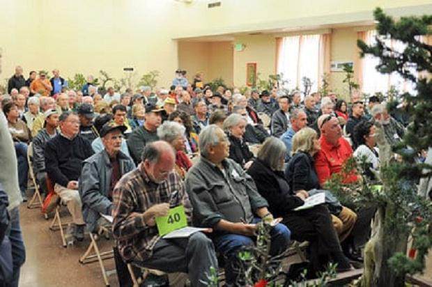 我一直是盆景拍卖的粉丝