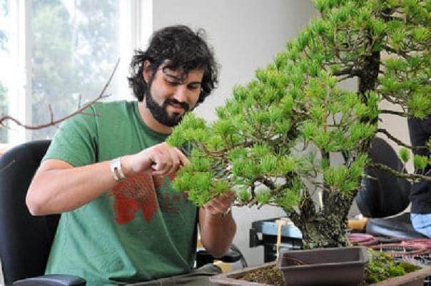 与Boon一起进行盆景扩展研究