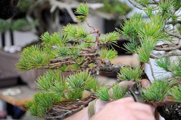 与Boon一起进行盆景扩展研究