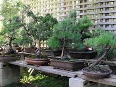 日本朋友惠美的盆景艺术