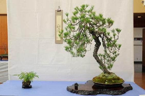 湾区盆景协会第29届年度展