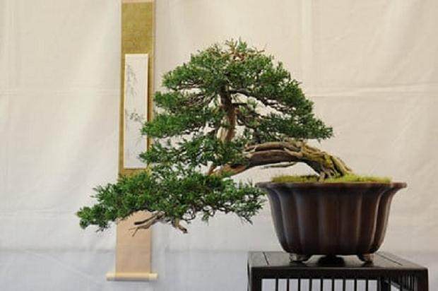 湾区盆景协会第29届年度展