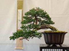 湾区盆景协会第29届年度展