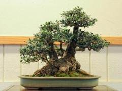 更多来自BABA第29届盆景年度展览