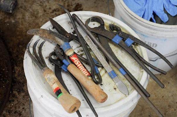 图解 韩国鹅耳枥盆景怎么翻盘的过程