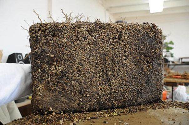 图解 韩国鹅耳枥盆景怎么翻盘的过程