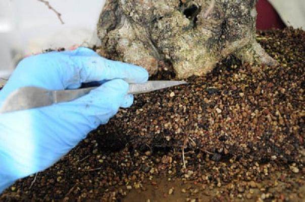 图解 韩国鹅耳枥盆景怎么翻盘的过程