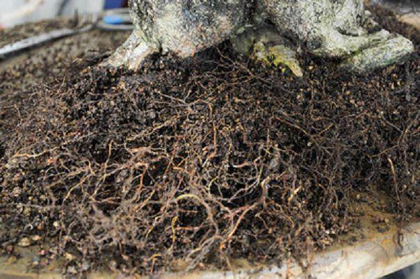 图解 韩国鹅耳枥盆景怎么翻盘的过程