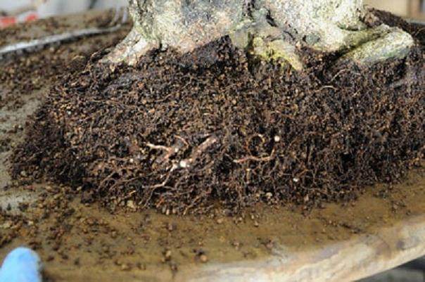 图解 韩国鹅耳枥盆景怎么翻盘的过程