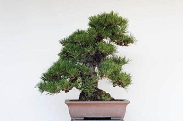 图解 如何修剪软木黑松盆景的13个过程