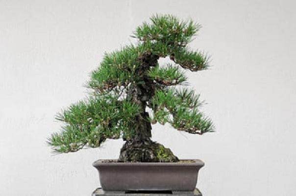 图解 如何修剪软木黑松盆景的13个过程