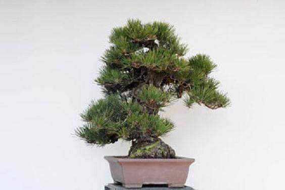 图解 如何修剪软木黑松盆景的13个过程