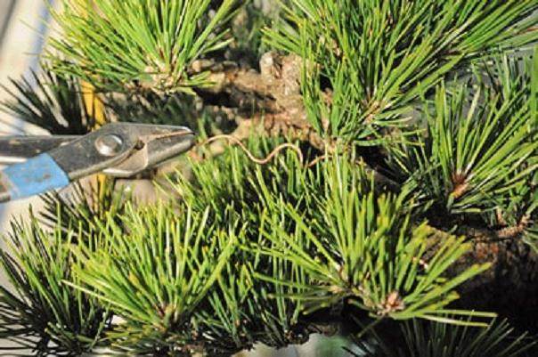 图解 如何修剪软木黑松盆景的13个过程