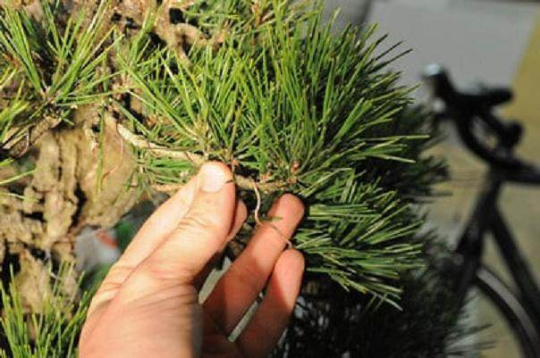 图解 如何修剪软木黑松盆景的13个过程