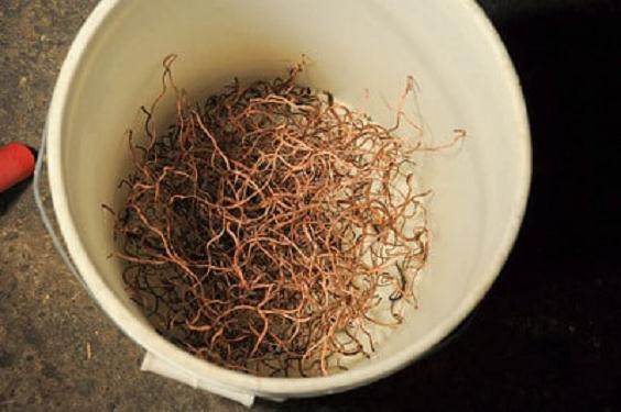 图解 如何修剪软木黑松盆景的13个过程