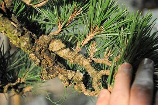 图解 如何修剪软木黑松盆景的13个过程