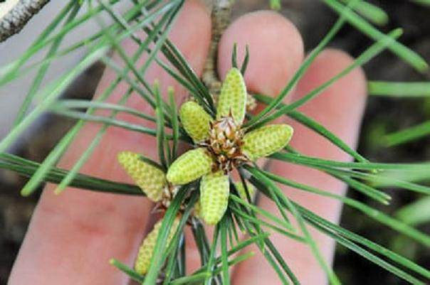 图解 如何修剪软木黑松盆景的13个过程