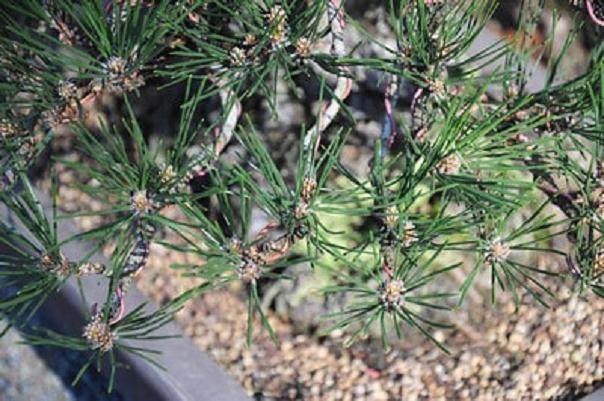 图解 如何修剪软木黑松盆景的13个过程