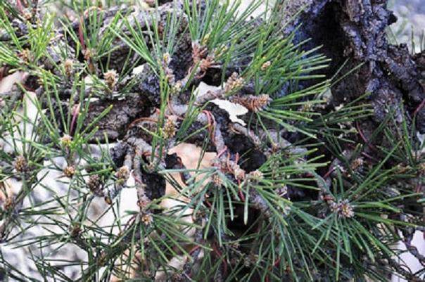 图解 如何修剪软木黑松盆景的13个过程