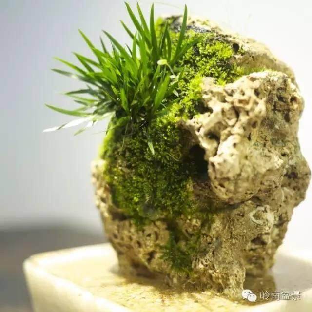 岭南盆景  今天摆在家里，最有养生作用的不是鲜花也不是绿植，而是盆景。因为养生最重要的作用是养眼怡情，有统计显示：中国各种职业中，书画家的平均寿命最长，已超90岁，而这些书画家，大多是画山水画的