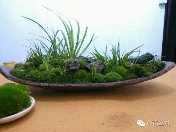 房间里摆什么盆景最养人？