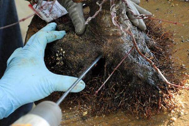 图解 日本枫树盆景怎么翻盘的14个过程