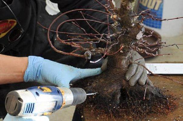 图解 日本枫树盆景怎么翻盘的14个过程