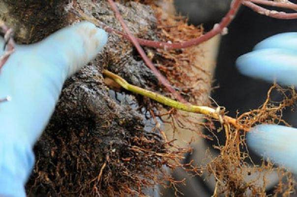 图解 日本枫树盆景怎么翻盘的14个过程