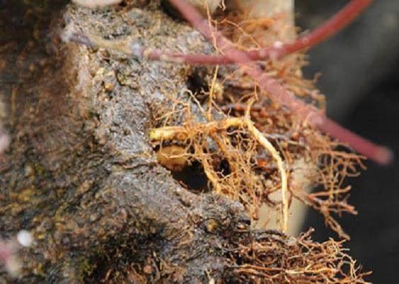 图解 日本枫树盆景怎么翻盘的14个过程