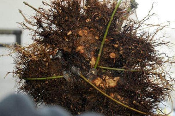 图解 日本枫树盆景怎么翻盘的14个过程